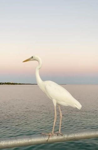 Key West Heron at White Street Pier | Birding